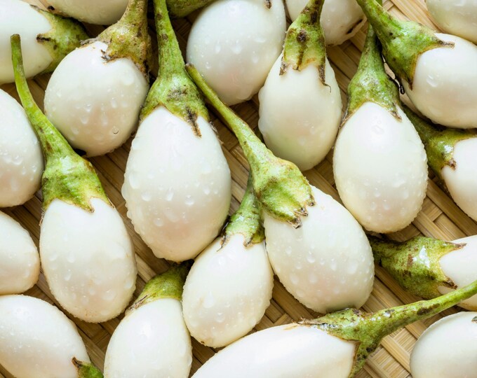 20+ White Round African Eggplant Seeds (Ca Phao Trang) - Solanum Melongena