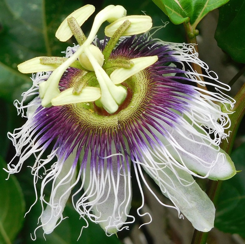 10 YELLOW PASSION FRUIT Vine Passiflora Edulis Flavicarpa Etsy