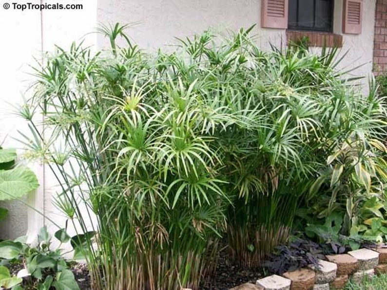 50 UMBRELLA PLANT CYPERUS Alternifolius Papyrus Grass Umbrella Etsy