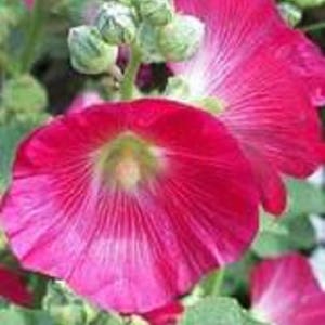 25 BRIGHT PINK HOLLYHOCK Alcea Rosea Flower Seeds Perennial Combined S/H image 4