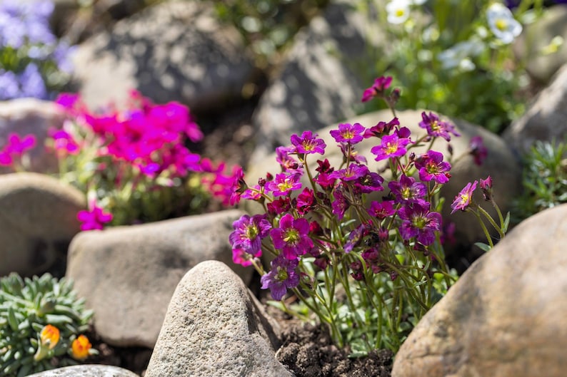 Saxifraga Seeds - Thumbnail 2
