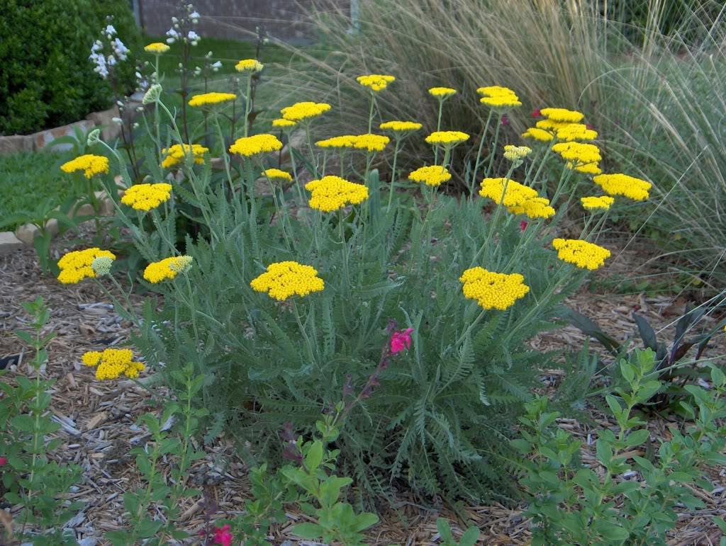 250 GOLD Golden Yellow YARROW Achillea Millefolium Flower Etsy