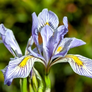 50 graines de fleurs MISSOURI IRIS Missouriensis Rocky Mountain bleu violet jaune