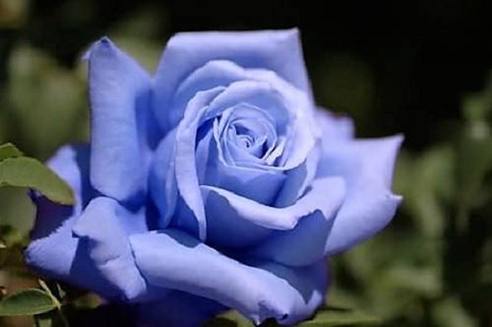 5 BLUE ROSE Rosa Bush Shrub Perennial Flower Seeds Flat Etsy