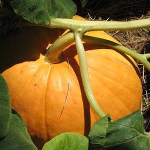 25 BIG MAX PUMPKIN Cucurbita Maxima Vegetable Seeds (Grow 100 pound pumpkins!)