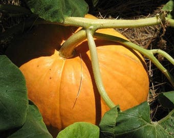 25 BIG MAX PUMPKIN Cucurbita Maxima Vegetable Seeds (Grow 100 pound pumpkins!)