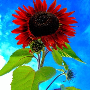 25 CHOCOLATE CHERRY SUNFLOWER Helianthus Annuus Red & Brown Flower Seeds image 7