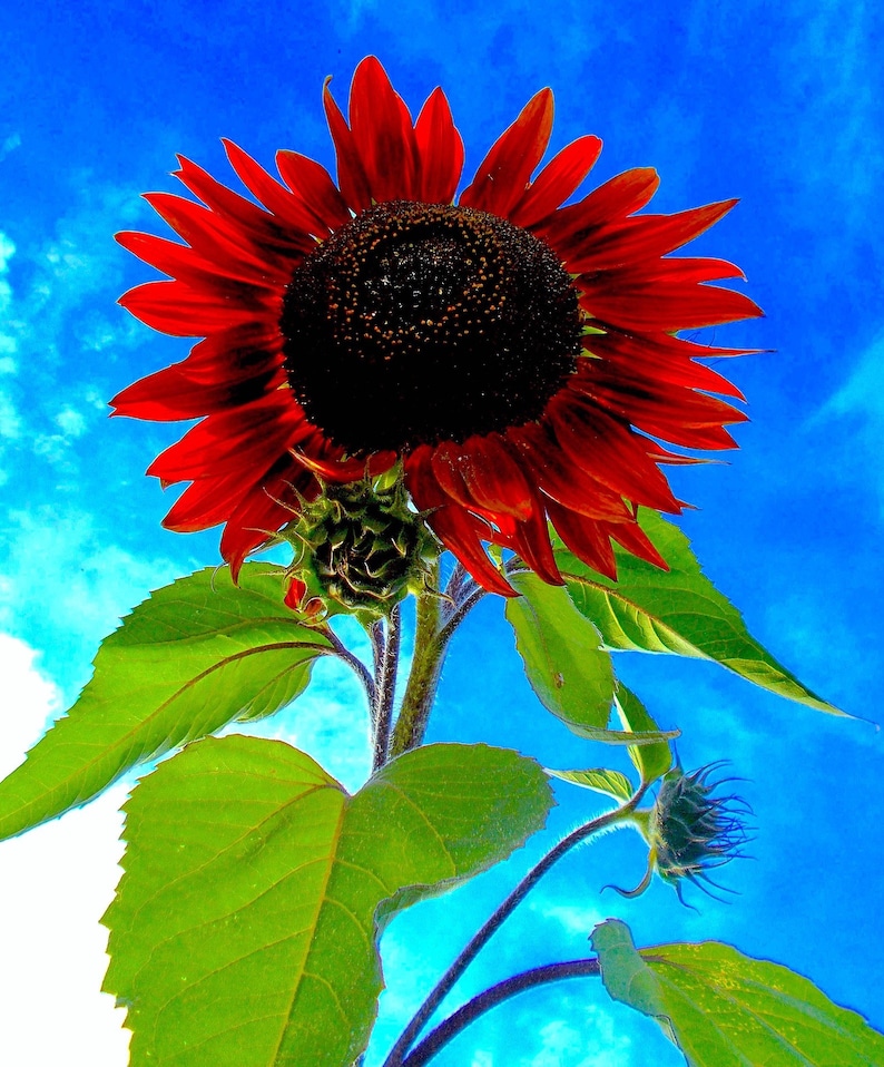 25 CHOCOLATE CHERRY SUNFLOWER Helianthus Annuus Red & Brown Flower Seeds image 7