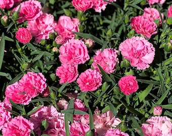 50 PINK ROSE CARNATION Dianthus Caryophyllus Grenadin Double Flower Seeds *Flat S/H