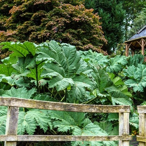 10 GUNNERA MANICATA 6' Leaves Giant Rhubarb Dinosaur Plant Moist Shade Red Flower Seeds image 8