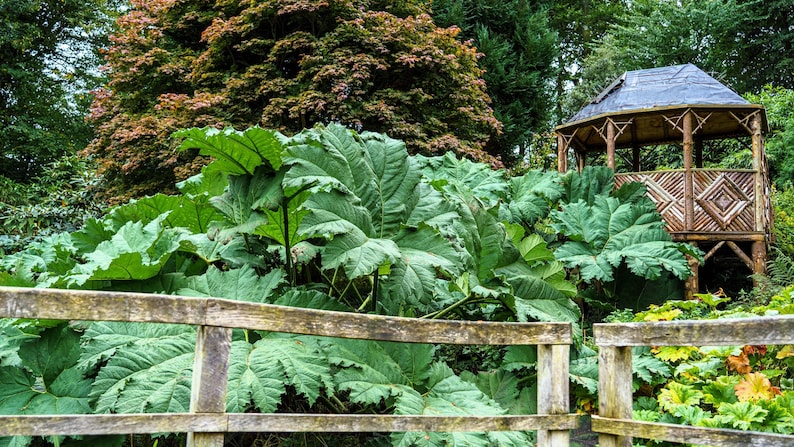 10 GUNNERA MANICATA 6' Leaves Giant Rhubarb Dinosaur Plant Moist Shade Red Flower Seeds image 8