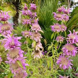 100 SPOTTED BEE BALM Monarda Punctata Flower Herb Horesemint Dotted Mint Seeds