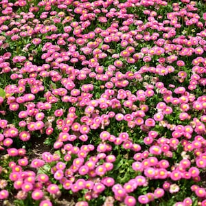 100 PINK ENGLISH DAISY Bellis Perennis Tasso Pink Double Flower Seeds