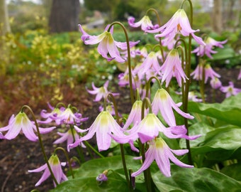 10 PINK FAWN LILY aka Trout Lily, Avalanche Lily, & Dog's Tooth Violet Erythronium Revolutum Native Flower Seeds