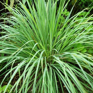 100 LEMONGRASS East Indian Lemon Grass Fragrant Ornamental Edible Cymbopogon Flexuosus Seeds