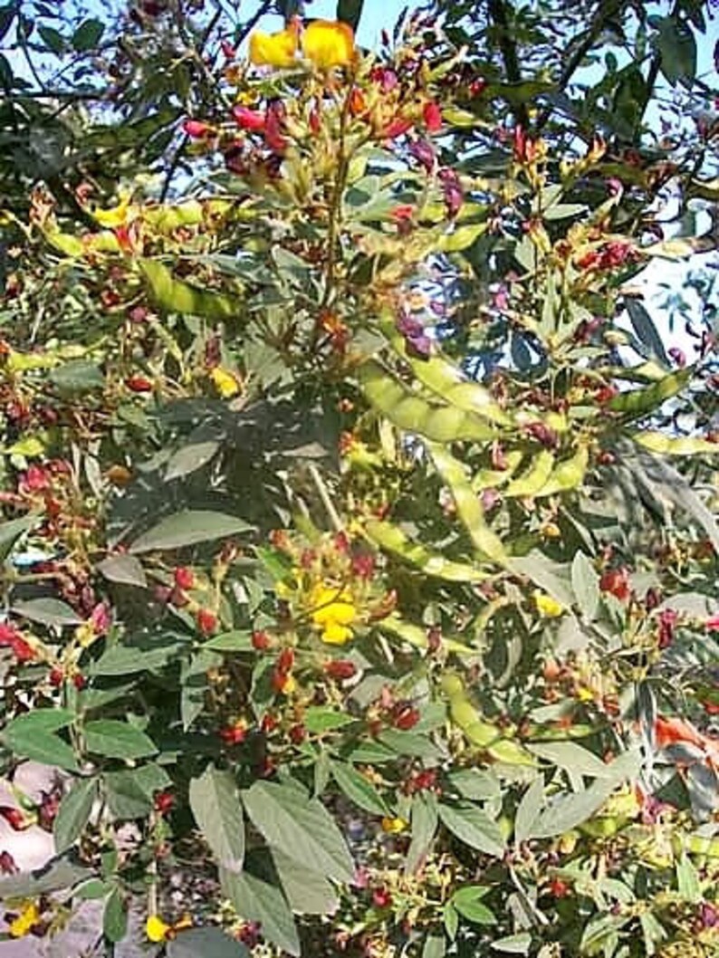 30 PIGEON PEA Dhal Gungo Puerto Rico Bean Cajanus Cajan Etsy