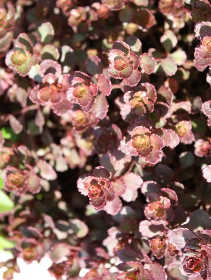50 Red Dragons Blood Sedum Stonecrop Sedum Spurium Flower Seeds 50 Red Dragons Blood Sedum Stonecrop Sedum Spurium Flower Seeds