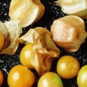 200 Organic GROUND CHERRY Physalis Pruinosa ( Golden Strawberry / Chinese Lantern ) Vegetable Seeds *Comb S/H