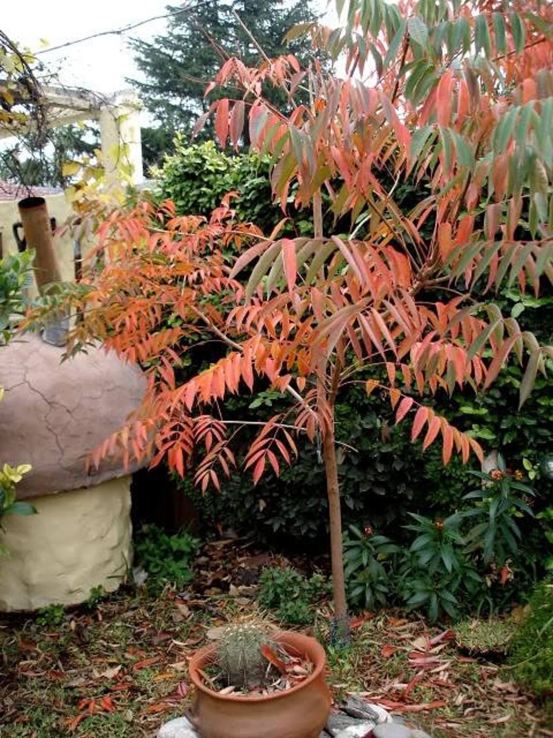 30 FLAMELEAF SUMAC TREE Shining Dwarf Winged Rhus Schmaltzia Etsy