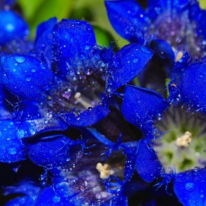 30 Dark Blue NIKITA GENTIAN Gentiana Dahurica Siberian Flower Herb Seeds