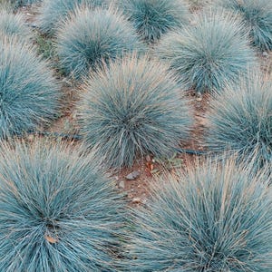 100 BLUE Sheeps FESCUE GRASS Festuca Ovina Glauca Cinerea Seeds