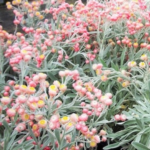 100 graines de fleurs de fraises, de fleurs d'abricot et de pêche, corail, papier Daisy Helichrysum bracteatum