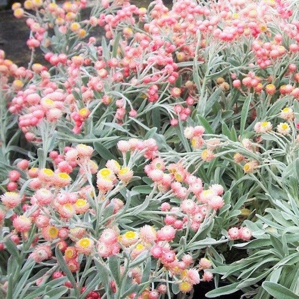 100 APRICOT & PEACH STRAWFLOWER Mix Coral Paper Daisy Helichrysum Bracteatum Flower Seeds