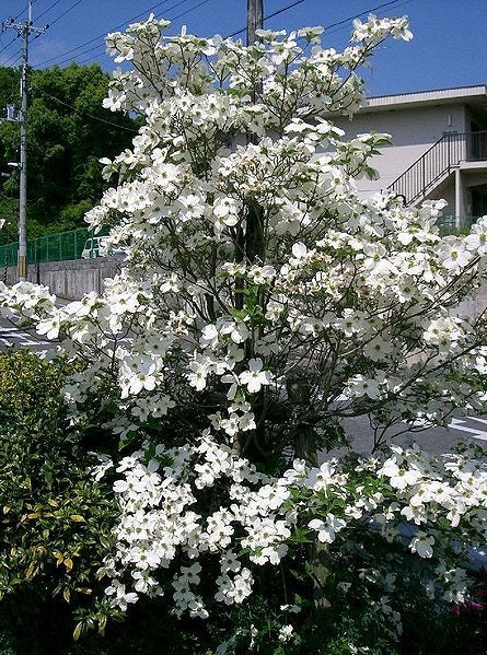 10 American WHITE FLOWERING DOGWOOD Small Tree Cornus ...