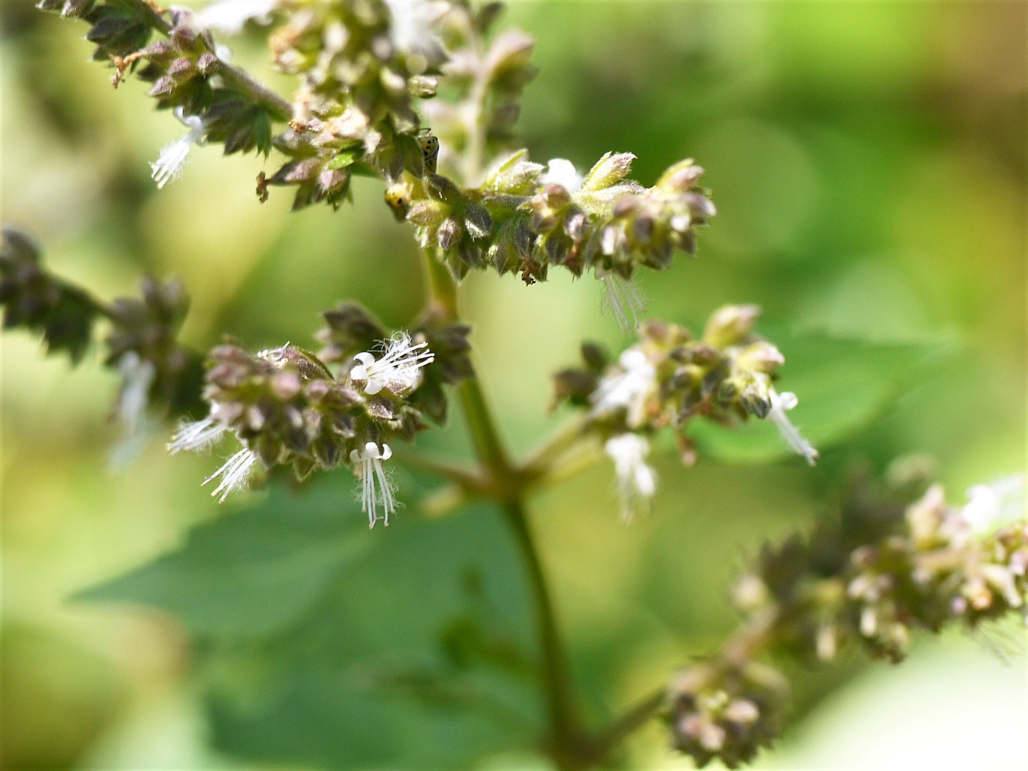 10 Java INDIAN PATCHOULI Pogostemon Heyneanus Herb Shrub Flower Fragrant Seeds