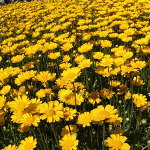 250 graines de fleurs mini marguerite chrysanthème multicaule jaune marguerite * peigne S/H