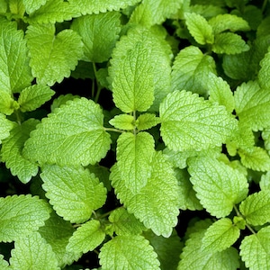 1500 LEMON BALM Melissa Officinalis Lemonbalm Fragrant Herb / Flower Seeds *Flat Shipping