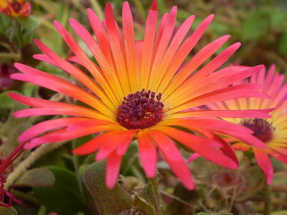 0 Mixed Colors Ice Plant Mesembryanthemum Daisy Etsy