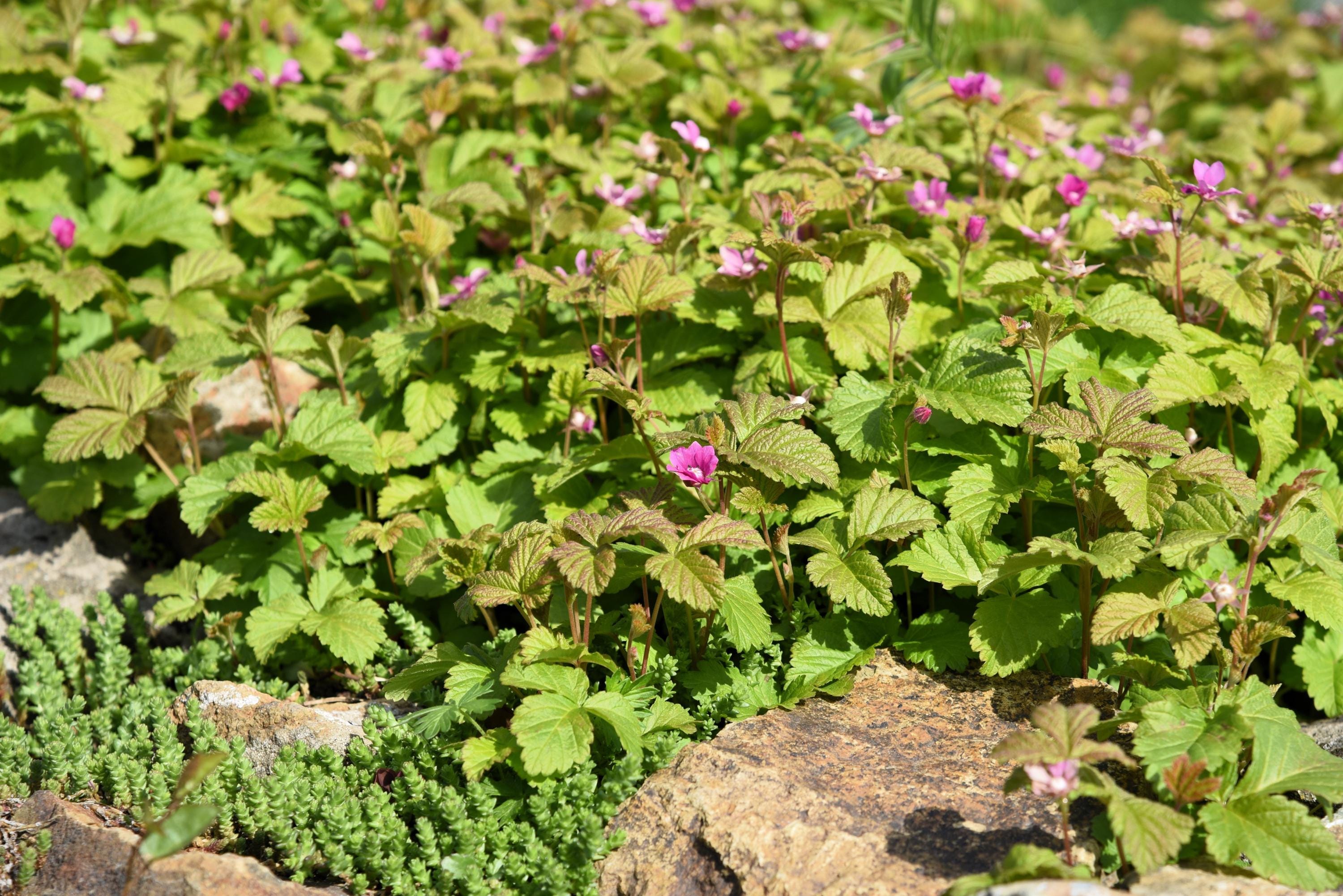 Arctic Raspberry Pictures 10 ARCTIC RASPBERRY Nagoonberry Rubus Arcticus Red Berry Fruit Bramble ...