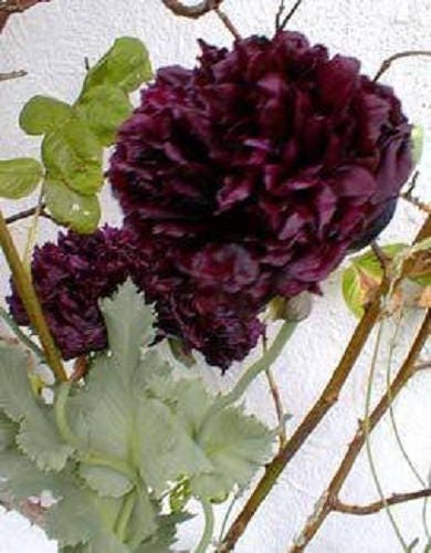 500 Graines Seeds // Pavot Paeoniflorum BLACK PEONY Papaver Poppy 0,25 gram