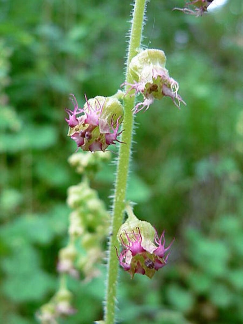 25 FRINGECUP Tellima Grandiflora Odorata Bigflower Fringe Cup Pink Flower Seeds image 6