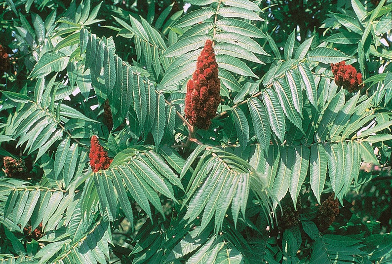 50 STAGHORN SUMAC TREE Rhus Typhina Yellow Flowers Red Berries Etsy