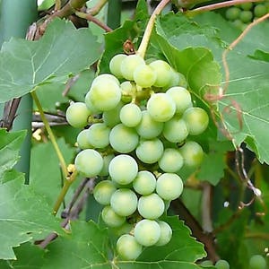 50 GREEN Dessert / Table GRAPE Vitis Vinifera Fruit Vine Seeds image 2