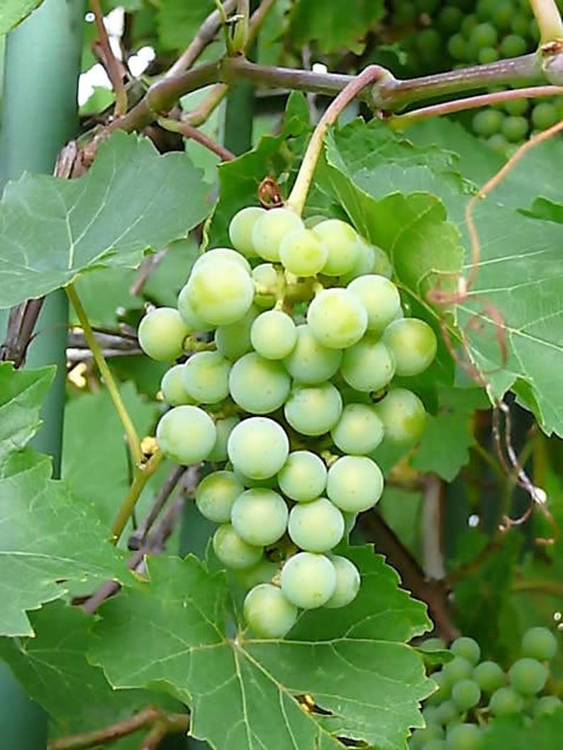 50 GREEN Dessert / Table GRAPE Vitis Vinifera Fruit Vine Seeds image 2