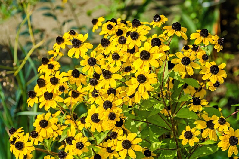 Brown Eyed Susan Rudbeckia Triloba Flower Seeds - Thumbnail 2