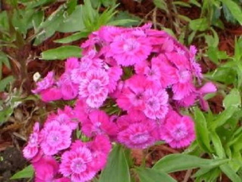 500 MIXED Colors SWEET WILLIAM Dianthus Barbatus Flower