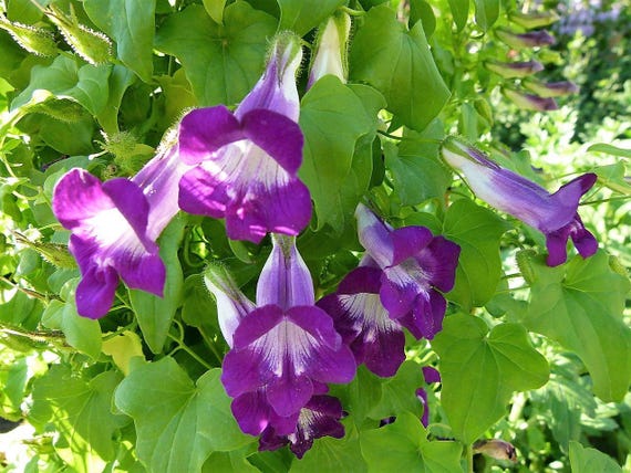 10 MIXED DRAGONSNAP VINE Asarina Scandens Climbing Snapdragon Pink