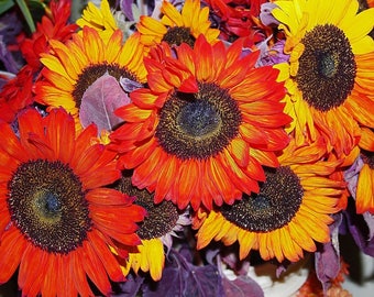 100 AUTUMN BEAUTY SUNFLOWER Helianthus Annuus Flower Seeds