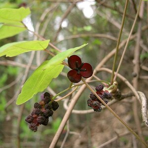 15 CHOCOLATE VINE Edible Fruit Akebia Trifoliata Flower Ornamental Climber Seeds image 5