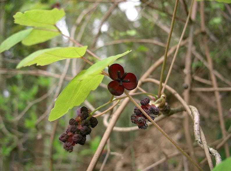 15 CHOCOLATE VINE Edible Fruit Akebia Trifoliata Flower Ornamental Climber Seeds image 5