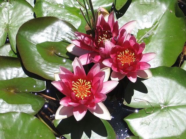 10 RED Lotus WATER LILY (Sacred Water Lily/ Lily Pad ... 10 RED Lotus WATER LILY (Sacred Water Lily/ Lily Pad ...