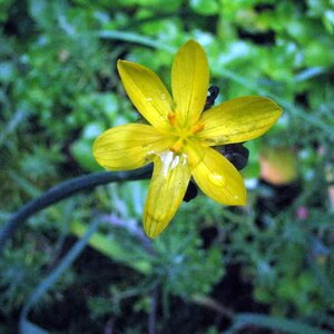 10 YELLOW EYED GRASS Ornamental Sisyrinchium Californicum Flower Seeds Flat Shipping image 4