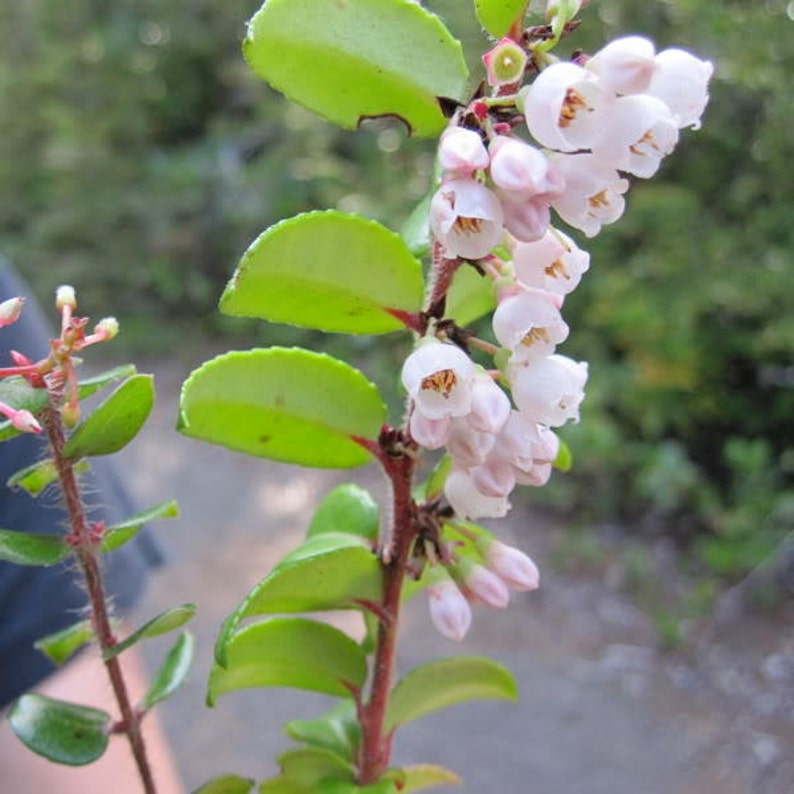100 GARDEN HUCKLEBERRY Ground Cherry Solanum Melanocerasum | Etsy