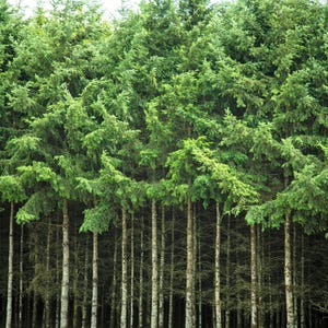 20 sapin douglas, abies, pseudotsuga menziesii, arbre de Noël, pin douglas bleu, épinette indigène, graines à feuilles persistantes