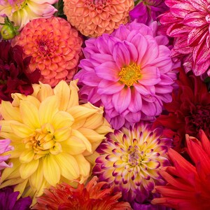 50 Unwins DWARF MIX DAHLIA Variabilis Colores Mezclados Semi Doble Bicolor Rosa Púrpura Rojo Naranja Amarillo Blanco Semillas de Flores