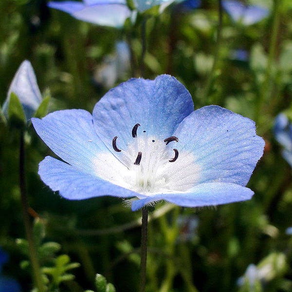 250 BABY BLUE EYES Nemophila Menziesii Flower Seeds